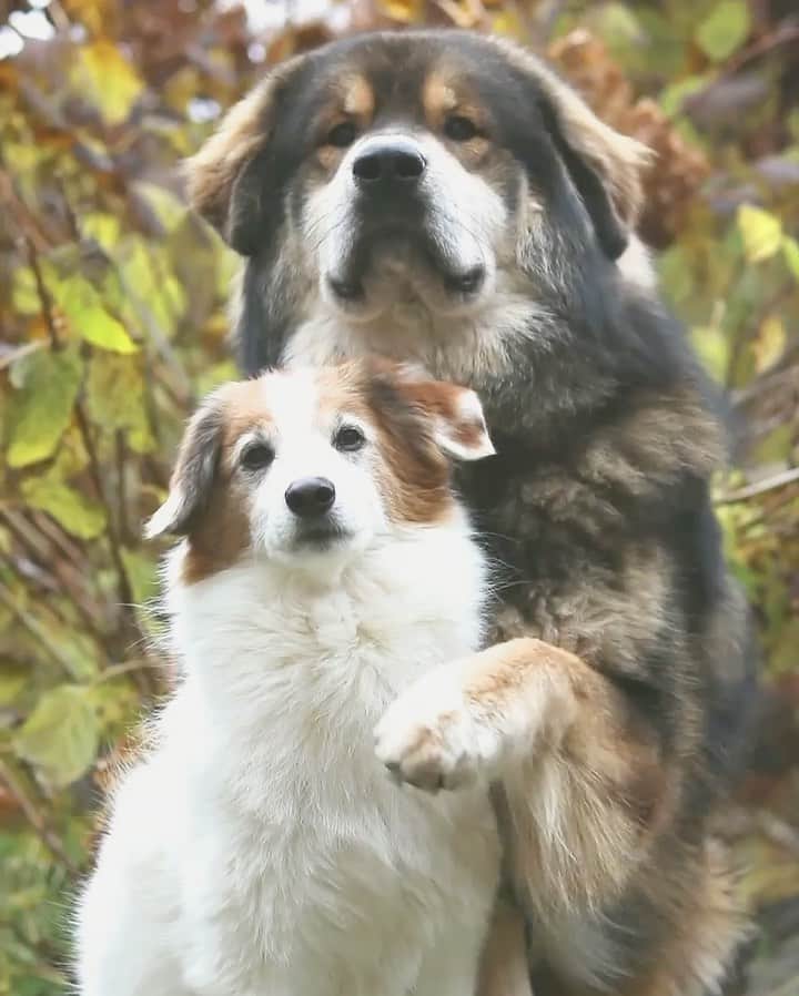 DogsOf Instagramのインスタグラム：「“We all have that clingy friend...” writes @rinchen__norbu  #dogsofinstagram」