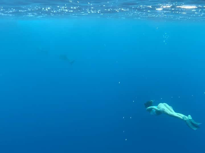 サハラ・レイのインスタグラム：「🤍🦈 🤍」