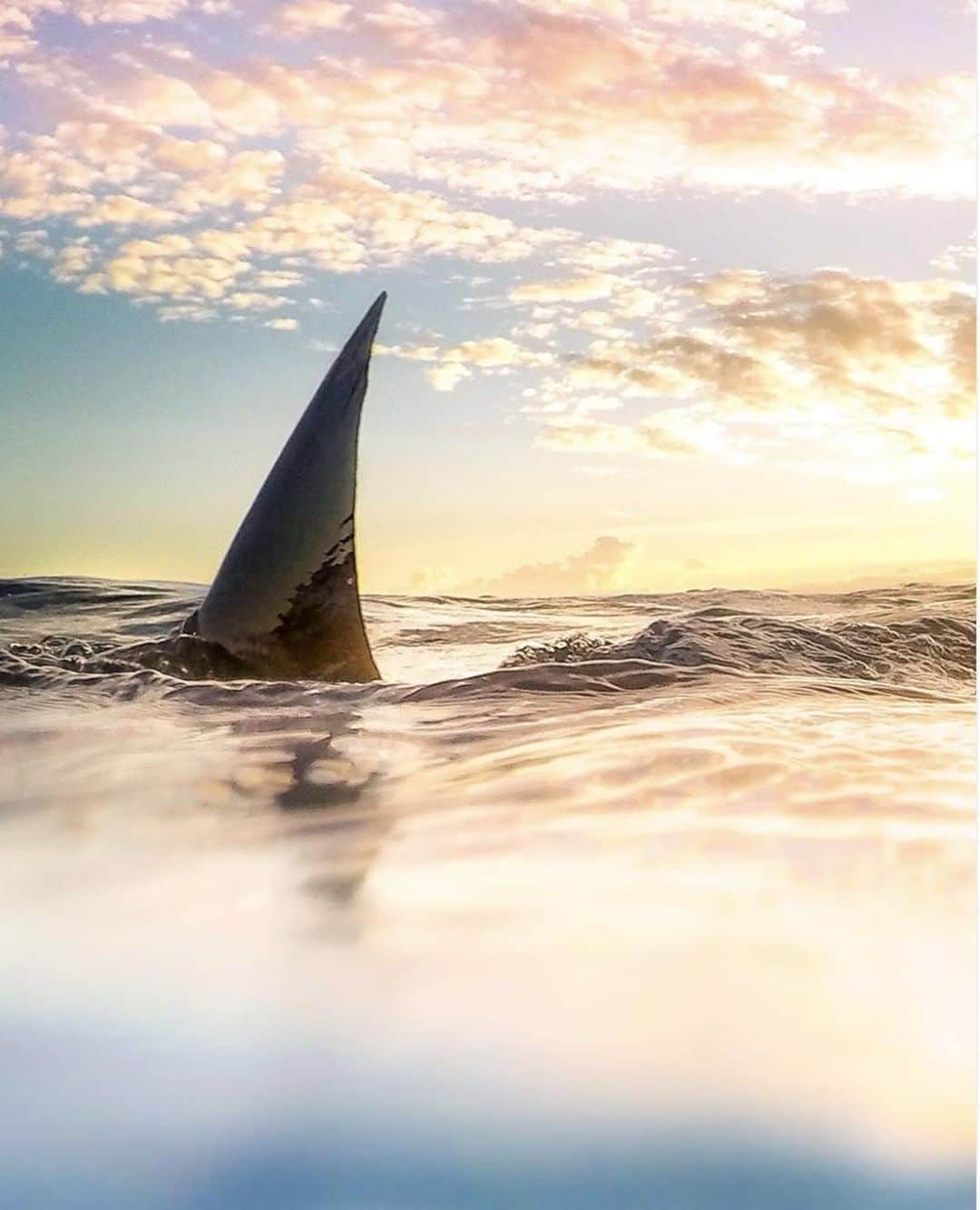Costa Sunglassesのインスタグラム：「Balance-keeper at dusk. 📷: @mikecoots #SeeWhatsOutThere #BornOnTheWater」