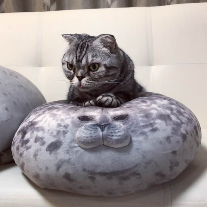 Shishi-maruのインスタグラム：「🐱Did I lock my door?👅 🐱玄関の鍵閉めたっけ？ ーーーーーーーーーーーーー 🌺「渋ネコ ししまるさん」ねこのきもちWEB MAGAZINE にて毎週金曜日エッセイの連載中 ーーーーーーーーーーー 📕「ぷっちねこ。」「3匹のちいさな猫を召喚できたなら」「ちいさな猫を召喚できたなら」徳間書店より単行本発売中 ーーーーーーーーーーー ⭐︎ねこ漫画→@tacos_cat 🌺Twitter →@taco_emonemon ーーーーーーーーーーー」