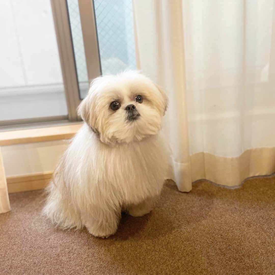 川面千晶のインスタグラム：「モコゾウくんのお家に久しぶりに遊びに行かせていただきました♥🐶♥ ・ モコゾウくん相変わらず可愛すぎて悶絶しました。。 ・ トッポとモコゾウくんは初対面✨ ・ トッポはテンション上がりまくりて、終始モコゾウくんをストーキング。。 ・ モコゾウくんとトポか並んでる姿本当にかわいすぎた。。‼かわいすぎた。。‼ ・ モコゾウくん遊んでくれてありがとう♥」