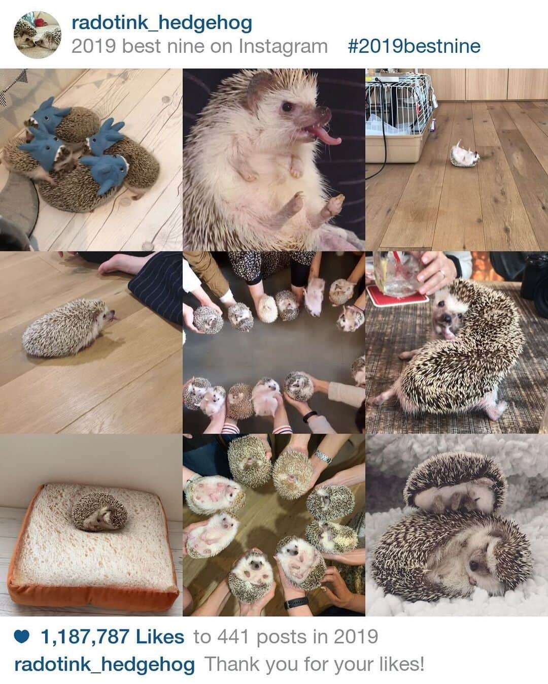 ラド&ティンクさんのインスタグラム写真 - (ラド&ティンクInstagram)「#bestnine2019 * 今年も気づくと大晦日。 ベストナインやってみました。 おーしゃんの投稿が6割と思っているのに、去年に引き続きおーしゃんはランクインせず💦 やはり、動画は人気ですね🤔 * * 今年はイイね数の表示が無くなって、少し寂しいなって思ってます。 他人の素敵な写真や面白い可愛い動画がバズってるのを感じると数字で見たくなるなぁと。 イイね数非表示は時間的にとの事だから、戻ってくるといいなぁ。 * * 1位 サメカルテット（これはアル君がお空に行った時に投稿した過去動画） 2位 ラドのあくび動画 3位 ラドがコニーのケージを覗いてスライディングで背中から転んだ動画 4位 飼い主🅱️の足元でのラドのあくび動画 5位 スカイ親戚会でのサークル写真 6位 ティンクのアンティング一回転動画 7位 フィガロの食パンのうえで寝てる動画 8位 我が家でハリ会サークル写真 9位 フィガロとコフィーの動画 * * 今年もたくさんのハリ飼いさんとハリネズミまみれになりながら過ごせて幸せでした。 * * 今年最後に午後10時からミンネの販売もします。 * * 皆さま、良いお年を。 * * #ラドファミリー #はりねずみ #ハリネズミ #針鼠 #ヨツユビハリネズミ #ヘッジホッグ  #ペット #ふわもこ部 #モフモフ #hedgehog #pygmyhedgehog #lovelypet #cuteanimals #hedgehogfamily #hedgie #Hérisson #igel#riccio #Erizo #고슴도치 #刺猬 #pecotv」12月31日 8時46分 - rado_pompon