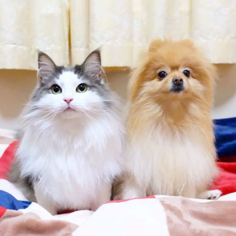 Hanaさんのインスタグラム写真 - (HanaInstagram)「ブログ更新しました♪ プロフィールから飛べます🚀 http://kedamakyoudai.blog.jp/ * 良い お年をお迎えください * * #NorwegianForestCat#Pomeranian#japan#catlover#doglover#dogs#cat#Kawaii#fluffy#pom#fluffydog#catsofinstagram#dogsofinstagram#fluffycat#ノルウェージャンフォレストキャット#ポメラニアン#pecoいぬ部#ペコねこ部#犬と猫のいる暮らし#かわいい#cute#cutecat#cutedog#funny#funnydog#funnycat#いぬのきもち#ねこのきもち#ライブドアインスタブロガー」12月31日 18時22分 - mofu2family