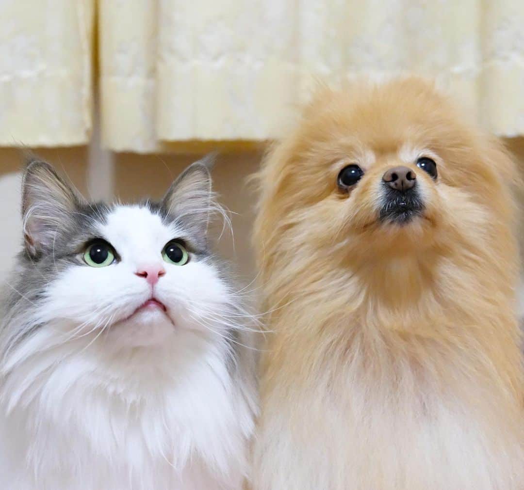 Hanaさんのインスタグラム写真 - (HanaInstagram)「ブログ更新しました♪ プロフィールから飛べます🚀 http://kedamakyoudai.blog.jp/ * もう2020年を見つめています * * #NorwegianForestCat#Pomeranian#japan#catlover#doglover#dogs#cat#Kawaii#fluffy#pom#fluffydog#catsofinstagram#dogsofinstagram#fluffycat#ノルウェージャンフォレストキャット#ポメラニアン#pecoいぬ部#ペコねこ部#犬と猫のいる暮らし#かわいい#cute#cutecat#cutedog#funny#funnydog#funnycat#いぬのきもち#ねこのきもち#ライブドアインスタブロガー」12月31日 18時27分 - mofu2family
