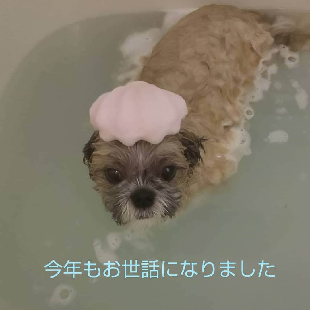 タンゲクンのインスタグラム：「12月31の僕よりみなさまに。 バスルームから❤️ #旬太郎くん」