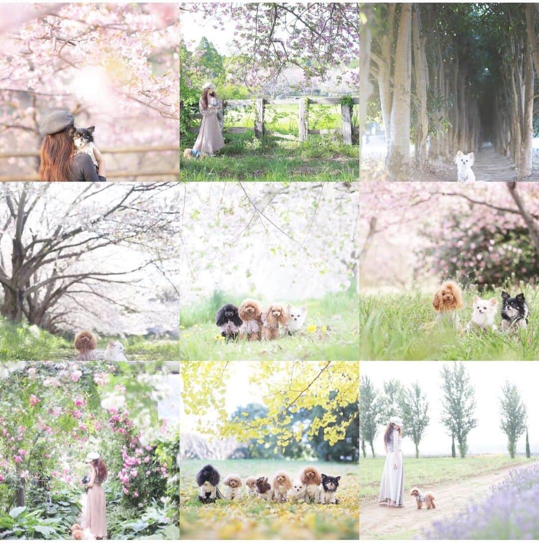 mamiのインスタグラム：「* Thank you for your likes♡ . . マイペース過ぎる投稿、ご訪問だったにもかかわらず、今年もココちぇるエマを暖かく見守って頂き本当にありがとうございました。 . 素敵な新年をお迎えください。 . . #オールドレンズ  #オールドレンズに恋をした #オールドレンズで繋がりたい #私が紡ぐ物語 #chihuahua #チワワ#poodle #toypoodle #プードル #トイプードル  #petstagram #dogsofinstagram #dogoftheday #fluffypack #dailypetstars #igersjp #_lovely_weekend #Airy_pics #whim_fluffy #tokyocameraclub #ファインダー越しのわたしの世界 #写真好きな人と繋がりたい」