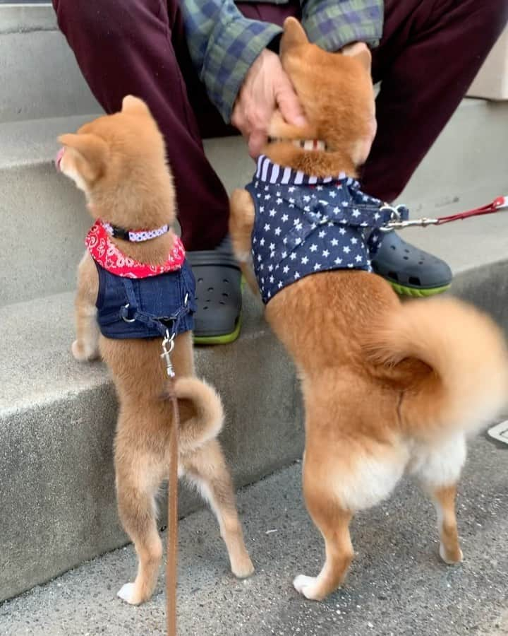 豆柴 サニーちゃんのインスタグラム