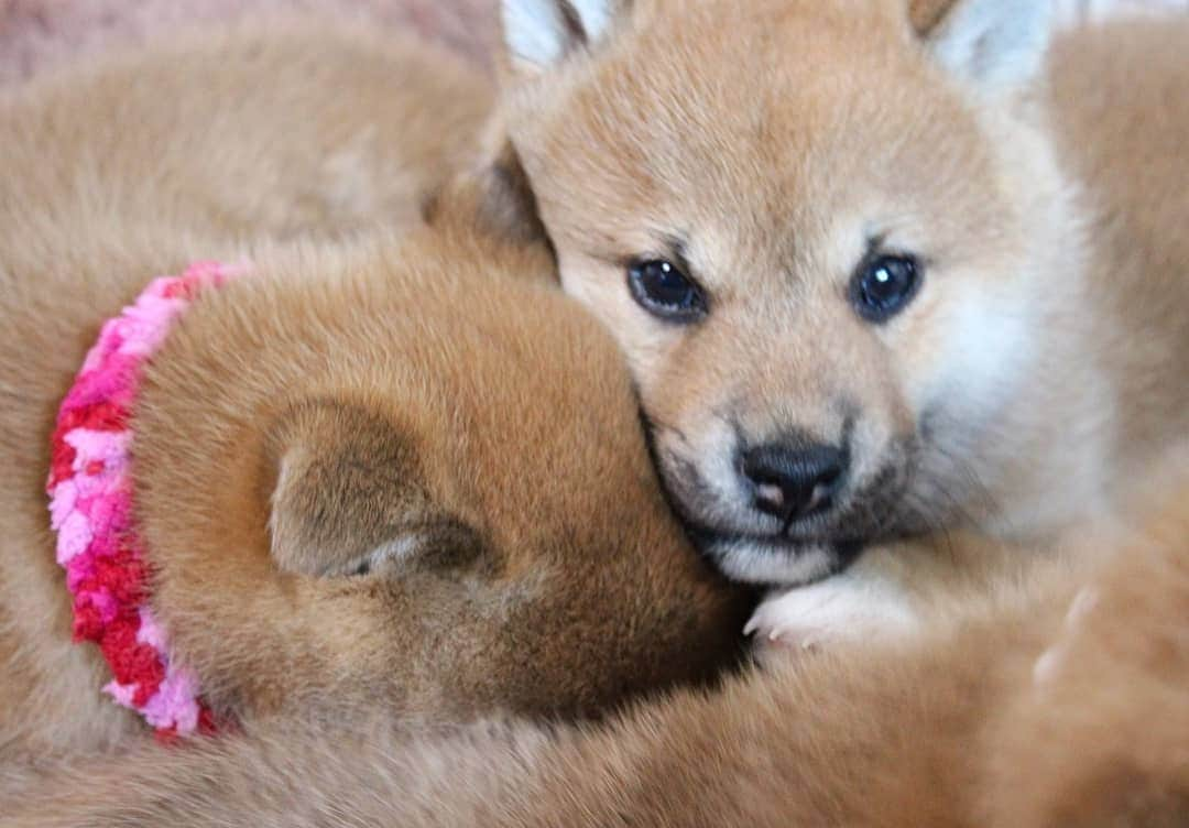 柴犬たま Shibainu Tamaのインスタグラム