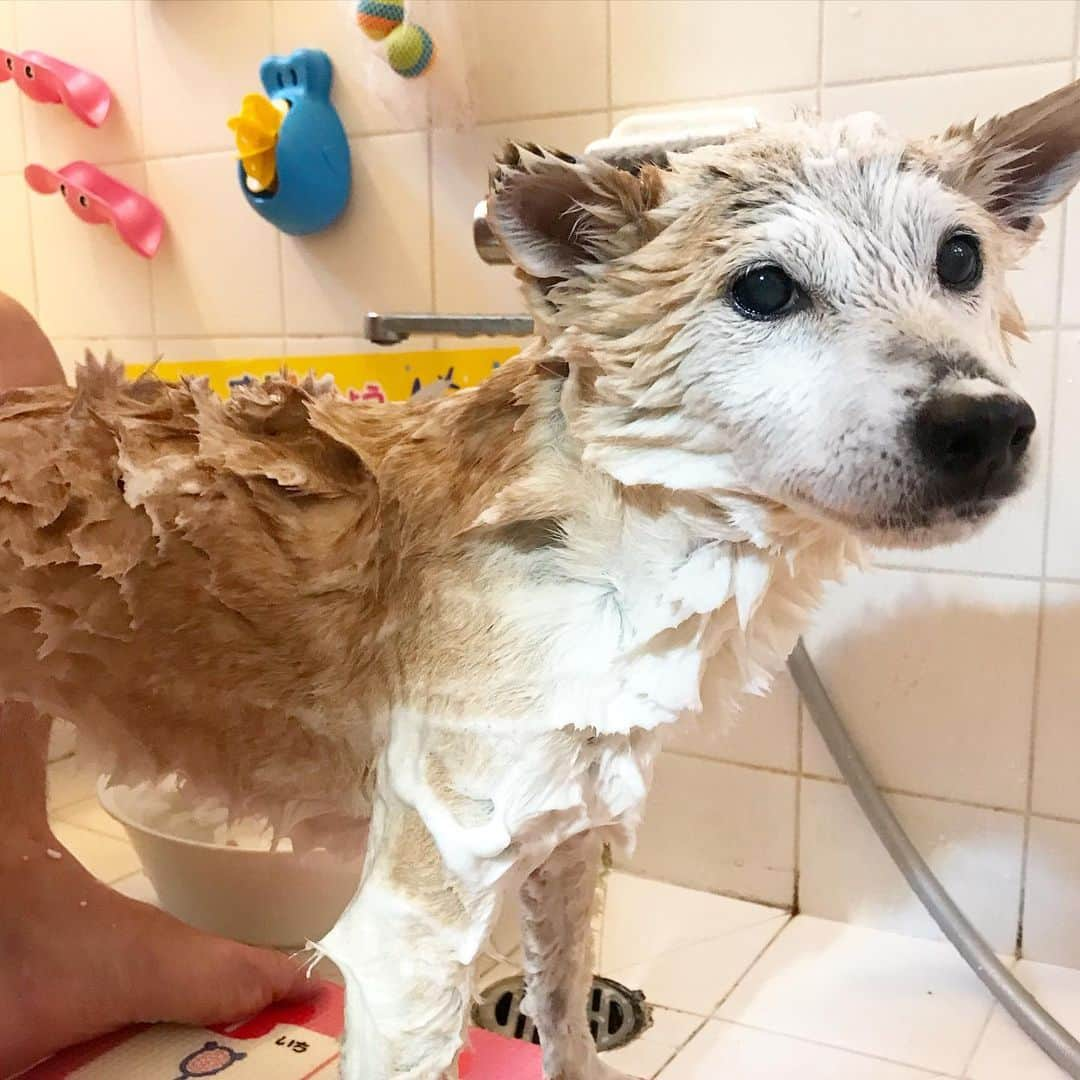 柴犬リリコさんのインスタグラム写真 - (柴犬リリコInstagram)「外でドライヤー中に突然ご乱心！🛀☀️これでご乱心納めかな？🤣 #ご乱心リリコさん #シャンプー納め #アザラシ犬 #sealdog」12月31日 11時25分 - ke_rock_