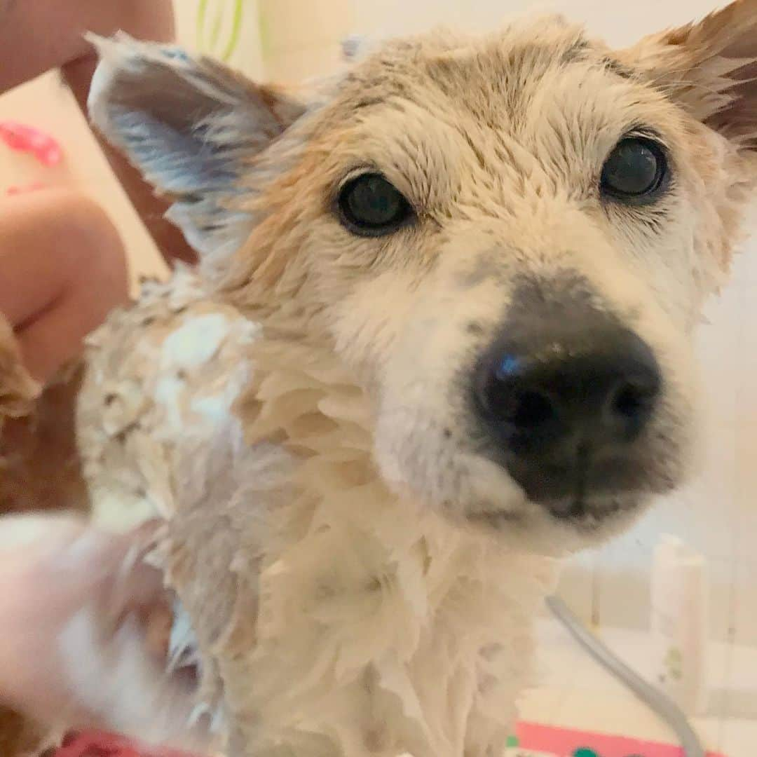 柴犬リリコさんのインスタグラム写真 - (柴犬リリコInstagram)「外でドライヤー中に突然ご乱心！🛀☀️これでご乱心納めかな？🤣 #ご乱心リリコさん #シャンプー納め #アザラシ犬 #sealdog」12月31日 11時25分 - ke_rock_