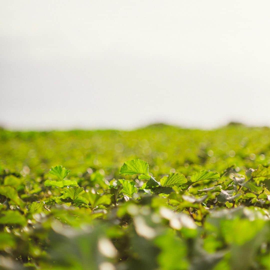 ellecafejapanのグルメインスタ