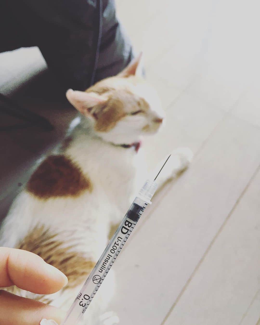 のインスタグラム：「イオちゃんに初めてのインスリン注射。 これから一日置きに打ちます。  新米看護婦の私は、いろいろ注意したり手間取ったりしつつ、無事完了。  もっと嫌がるかな？と思ったら、イオの嫌いな爪切りよりもずっと楽勝でした。  イオちゃん、あなたはほんと大人しいというか協力的というか。  ママ、助かるよ😌  ちなみに、退院時（この日インスリンをすでに打ってもらっていた）からイオを観察していると、インスリンの効果が徐々に切れる昨夜半過ぎごろから、糖尿病初期に現れる、多飲多食（食べている割には体重が増えない）になって、今朝は入院前のギャル曽根状態に戻っていた。こうなると、見ていてもだるそうにしているイオ。 インスリンを打つと、多飲も多食もすぐに収まって元気になる。今日も🐭のおもちゃですぐに遊び始めた。  猫の糖尿病は、遺伝的な要素でなる子もいて、大きく分けると2〜3タイプの糖尿病があるようなので、素人判断は危険とのこと。特に猫の糖尿病診断は、なかなか難しく医師の的確な采配が必須。年齢が上がってくると当然リスクは高くなるので、イオのような症状が現れたら、速やかに動物病院での血液検査をオススメします。  #猫沢イオ　#猫の糖尿病　#イオの糖尿病日記」
