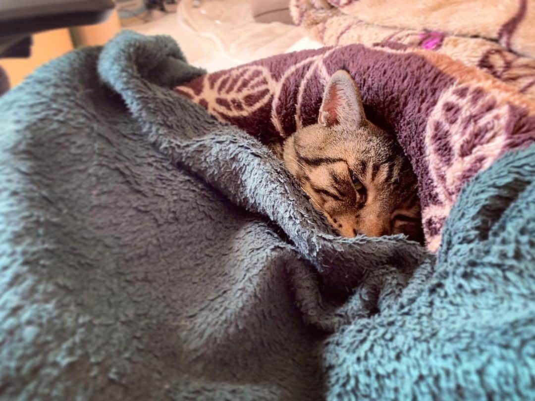 Musashiさんのインスタグラム写真 - (MusashiInstagram)「おはムサシ！ まだ眠い。I'm still sleepy. #musashi #mck #cat #キジトラ #ムサシさん #ねこすたぐらむ #musashi_the_cat」12月31日 12時04分 - _daisy