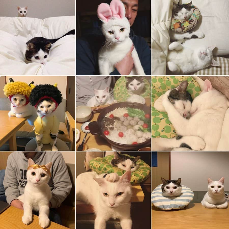 八、おこめさんのインスタグラム写真 - (八、おこめInstagram)「#bestnine2019 ♡ 今年もハッチャンおこちゃんを可愛がって頂き❤︎ありがとうございました✨ ちなみに2枚目は、お父はんの！BMXが一つもなくて八おこめばっかりw ☞☞☞ #八おこめ過去bestnine #八おこめ #ねこ部 #cat #ねこ #猫 #ネコ #八おこめズラ」12月31日 12時16分 - naomiuno