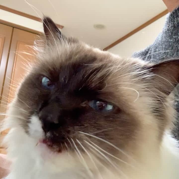 takegaeruのインスタグラム：「癒しのもぐもぐサウンドを堪能下さい😙 #cat #猫 #ragdoll #ラグドール #ホワイトポッチーズ」