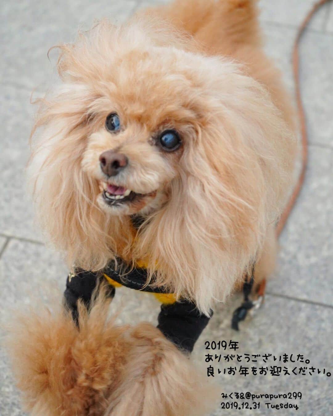 Toypoodle Mikuru?Asakusa Tokyoのインスタグラム：「2019 Last up. I wish you the best for the next 365 days.✨ . 2019年... 沢山のコメントやいいねありがとうございました💖  5月に副腎腫瘍とわかり手術。 摘出してみりゃ悪性... 再発疑惑... ほぼ毎週病院に通い、今ではやっと月に二度程になりました。 一時はもう走ることもお散歩もできないと思ってましたが、元気にランランもできるようになりました💖 皆さまの応援や励まし本当に救われました🙏🏻 心より感謝申し上げます。  来年2020年には みくるは13歳✨ これまで以上に身体に気遣はなければなりません。 どうか、健康で健やかな年になりますように... それだけが望みです😌  残り少ない2019年を振り返りつつ 今年最後の投稿とさせて頂きます。 ありがとうございました😊 来年の365日も皆さまにとって最高のものになりますように🙏🏻 . #ばいばい2019 #最後の更新 #年末のご挨拶」