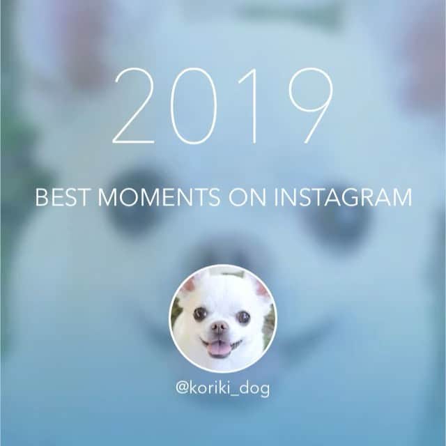 KORIKIのインスタグラム：「2019年 沢山のいいねやコメントをいただきありがとうございました😊 2020年もよろしくお願いします😆🐶 良いお年をお迎えください🎍 * #dogofsapporo #dog, #dogs, #dogstagram,#chihuahua,#犬バカ部,#チワワ,#koriki, #hanadog #白スムチ連合会, #スムチー,  #dogofthedayjp, #dogoftheday  #ilovemydog #instadog #instapet #WhiteChihuahua  #吉娃娃 #치와와  #dogsofinstagram #Chihuahualover  #ชิวาวา #チワワの輪 #barkbox #WhiteChihuahuaParty #もふもふモフモフ」