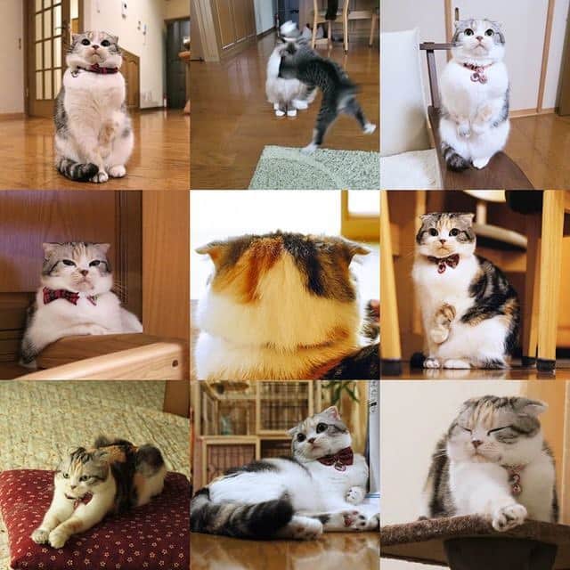 takegaeruのインスタグラム：「今年もお世話になりました！ 単身生活も一年を超えましたが、幸い近いので週末はにゃんこ😸と戯れ、これまで通り走る🏃‍♂️生活が送れました 来年も宜しくお願いいたします！ 今年はエアカンフーてんちゃんがランクインですね✨ #2019bestnine #bestmoments  #cat #scottishfold #猫 #スコティッシュフォールド #三毛スコ友の会 #ragdoll #ラグドール #ホワイトポッチーズ #よもねこ #よもぎねこ #キジトラ #きじとら #マラソン #マラソン大会」