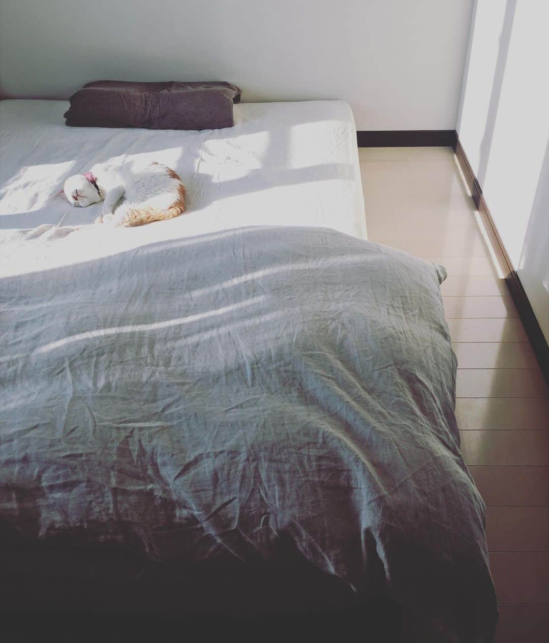 猫沢エミさんのインスタグラム写真 - (猫沢エミInstagram)「すかぴー⚪︎。◯゜ 新年をお迎えするための、ママのトータル女子ケアをしてもらってお昼寝中。  寝室のはじっこからイオちゃんを見守っているピガのてへぺろ。  母は大掃除まではいかない中掃除。  猫沢家の平和な大晦日。  #猫沢イオ　#ピガ兄」12月31日 14時02分 - necozawaemi