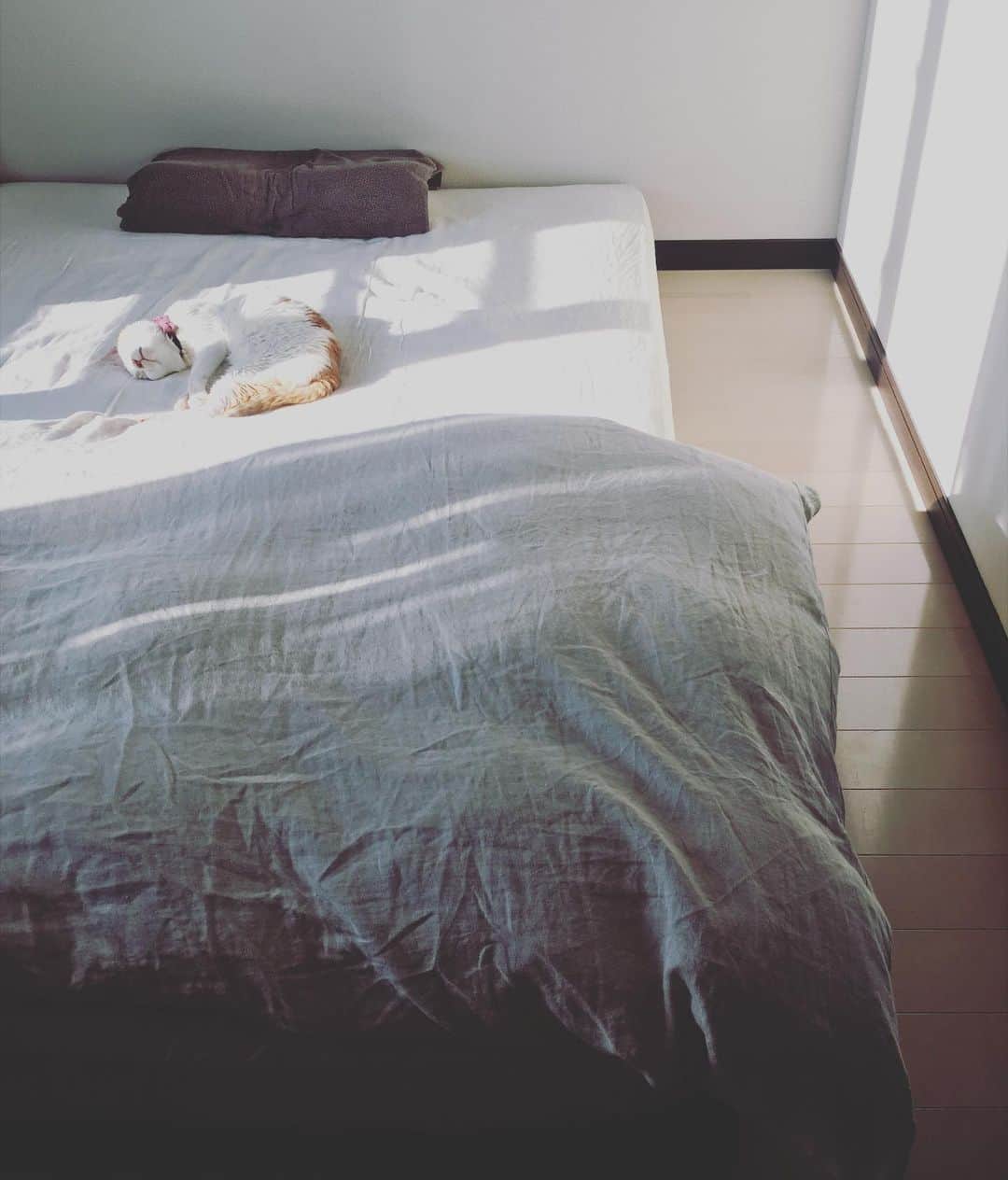 のインスタグラム：「すかぴー⚪︎。◯゜ 新年をお迎えするための、ママのトータル女子ケアをしてもらってお昼寝中。  寝室のはじっこからイオちゃんを見守っているピガのてへぺろ。  母は大掃除まではいかない中掃除。  猫沢家の平和な大晦日。  #猫沢イオ　#ピガ兄」