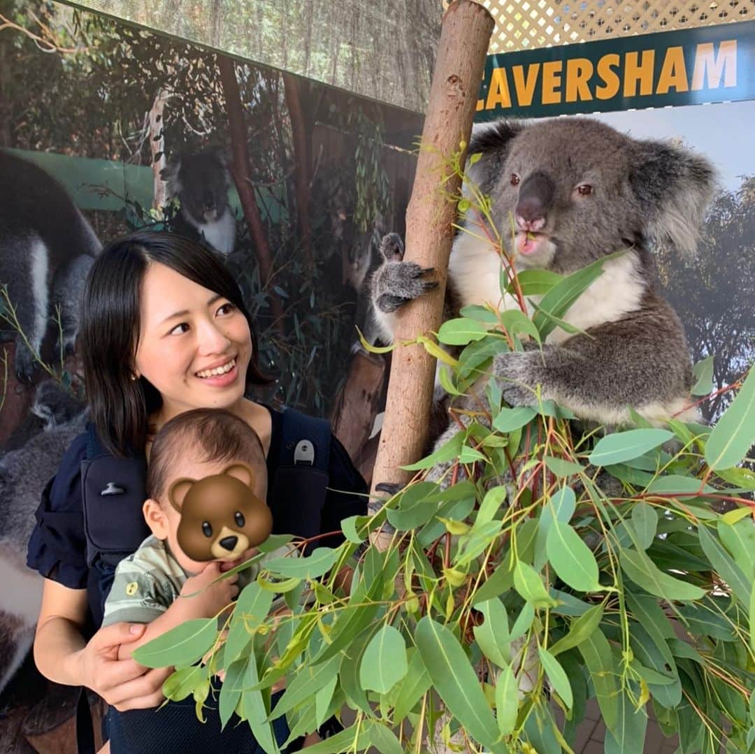 大西蘭のインスタグラム：「・ パース旅行🇦🇺 ・ こぐまちゃんは動物が大好き💕 ・ Caversham Wildlife Parkでは、動物を見つけると指をさして手足バタバタ♬ずっとご機嫌♬ ・ コアラ、ウォンバット、カンガルーと触れ合って大満足💕 ・ 私もコアラに初めて触ったけど、フワフワでぬいぐるみみたいだった🐨 ・ カバシャムワイルドライフパークはコアラがたくさんいてびっくり❣️ ・ ・ #パース観光 #パース旅行 #パース旅 #子連れ旅行 #赤ちゃんと旅行  #キャバシャムワイルドライフパーク #カバシャムワイルドライフパーク  #cavershamwildlife」