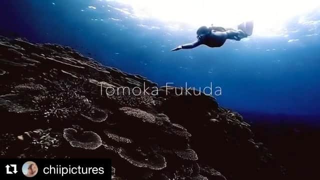 のインスタグラム：「ここの珊瑚達はとっても綺麗だった✨✨💙🙏#Repost @chiipictures ・・・ A coral paradise with beautiful mermaid. here is my favorite spot. looks like in the Universe.  model @tomoka_fukuda  #underwatervideo #KeramaIslands #Okinawa #Japan  なぜだか圧倒的宇宙感。笑  たぶん、このカッコいい シルバーのスーツが そう魅せるんでしょうね！  これもとりあえずの1カット編集。  結構適当なノリで遊んでるから 後で見返したら失敗多い。笑 まぁ、楽しかったから良いんです。笑  とりあえず私は このお気に入りのサンゴポイントで マーメイド撮影できて満足！笑  ずっとここで撮りたかった！ まぁまぁ無理矢理ここ来た！笑  付き合ってくれた 船長とスタッフとゲスト、 みんなみんなありがとう！  @gopro @goprojp  もっと良いシーンたくさんあるから どんどん編集がんばります！ 私の冬休みの間に！！笑  #video #underwaterphotography #film #surf #surfing #scubadiving #freediving #skindiving #diving #sea #ocean #photograph #underwater #慶良間 #沖縄 #素潜り #海 #サーフィン #ダイビング #フリーダイビング #スキンダイビング #水中写真 #filmwalkr #divermag #gopro」