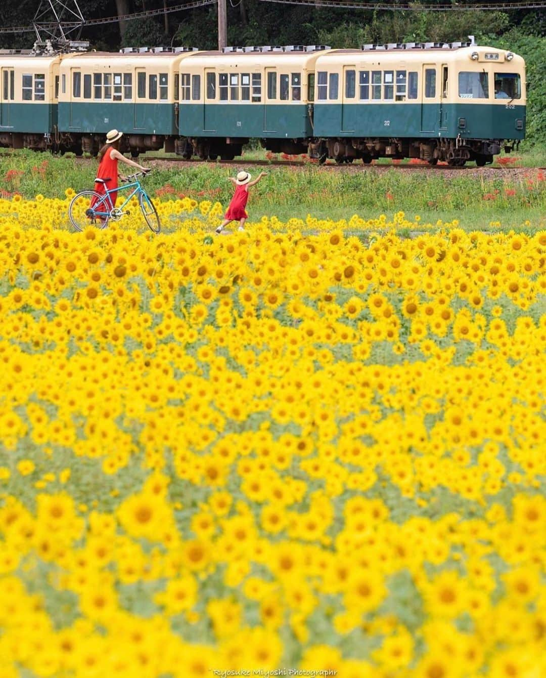 はなまっぷ❁日本の花風景さんのインスタグラム写真 - (はなまっぷ❁日本の花風景Instagram)「🌸🍺はなまっぷの忘年会2019🍺🌸 * @ryostory1124 さんの  2019年のお花に花まるを💮 * 今年一年素敵なお花をたくさん ありがとうございました😊🌸💮 * 1滋賀　守山第一なぎさ公園 2大阪　鶴見緑地公園 3滋賀　びわ湖バレイ 4三重　いなべ市 5愛知　愛知牧場 * 🌼•••🌹•••💠•••🌷•••🌸•••🌺 * 💮みなさんの2019年のお花に花まるを💮 * 今年撮影されたお気に入りのベスト5 （5枚以内なら何枚でもok） を複数枚一括投稿で、 #はなまっぷ忘年会2019 に投稿お願いします😊 * みなさんのご参加お待ちしております🍺 * #はなまっぷ * 🌼•••🌹•••💠•••🌷•••🌸•••🌺 * #日本#花#花畑#花のある風景」12月31日 14時37分 - hanamap