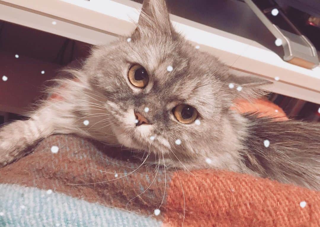 藤原ゆかのインスタグラム：「仕事机とひざの間にぽかぽか毛玉天使👼　#munchkin」