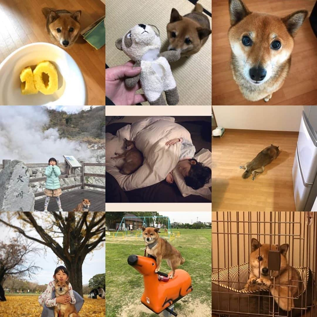 柴犬はなこ Shibainu Hanakoのインスタグラム