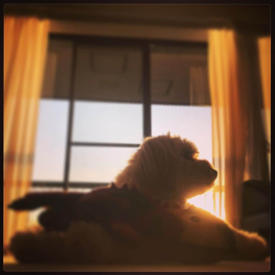 北山陽一のインスタグラム：「逆光の #きたやまおもち」