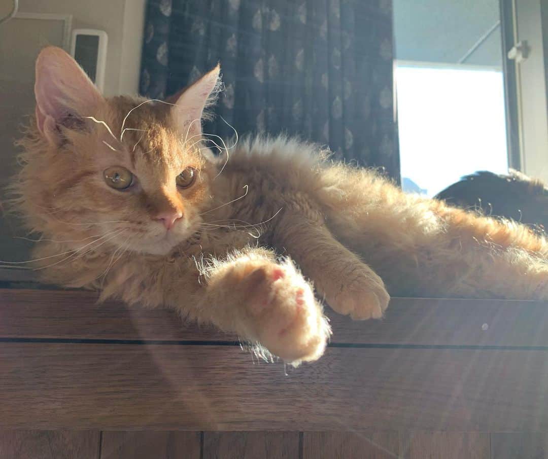 住吉美紀さんのインスタグラム写真 - (住吉美紀Instagram)「ビスケくん。晴れの大晦日はごきげん。太陽の似合う色。  #ネコ #cat #catsofinstagram #laperm #ラパーマ」12月31日 16時22分 - miki_sumiyoshi