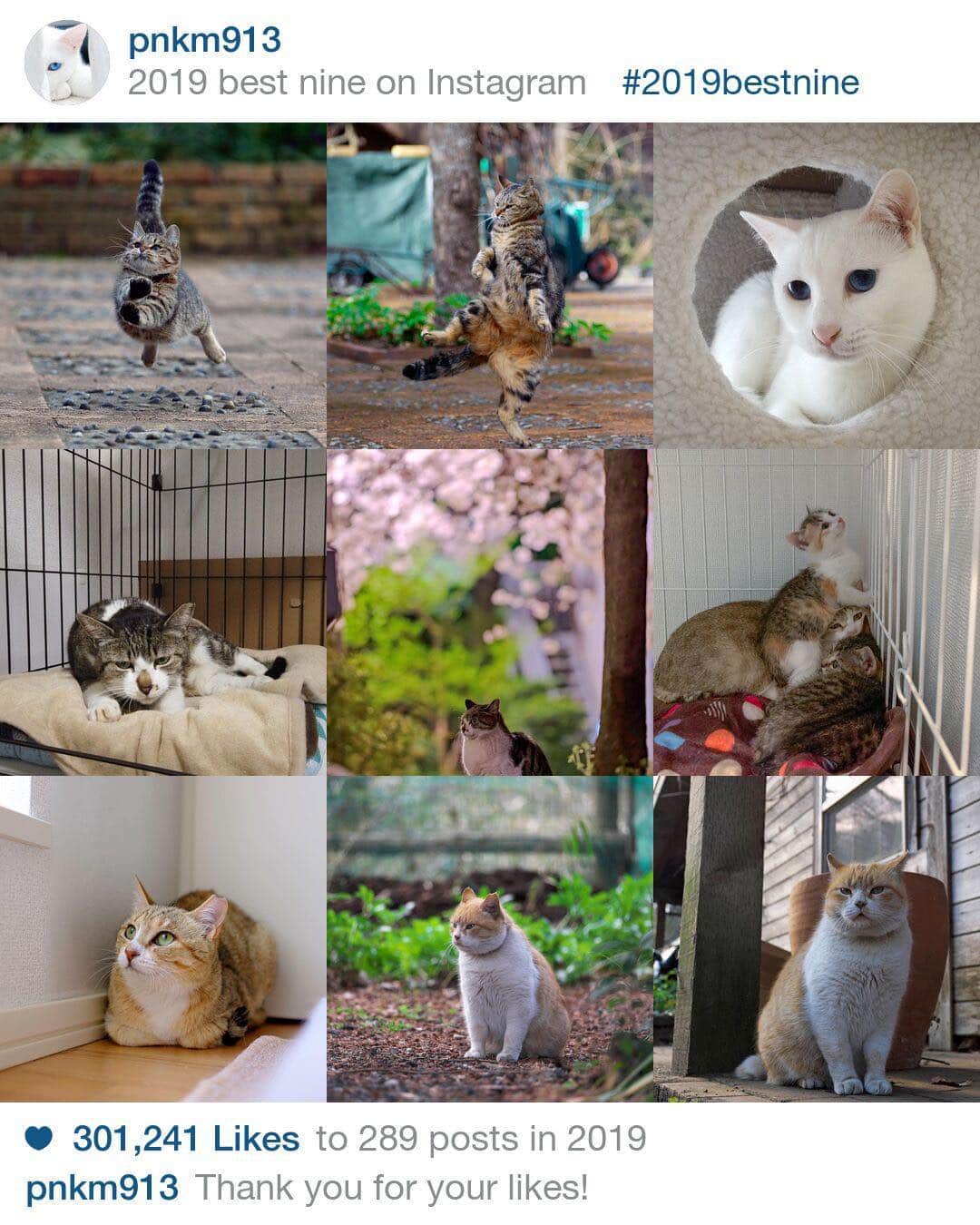 プンクマさんのインスタグラム写真 - (プンクマInstagram)「本年も多くの方々にご覧頂きありがとうございました。 新しい年が皆様にとって輝ける年であることを祈念します。 #2019bestnine #猫 #ねこ」12月31日 16時30分 - pnkm913