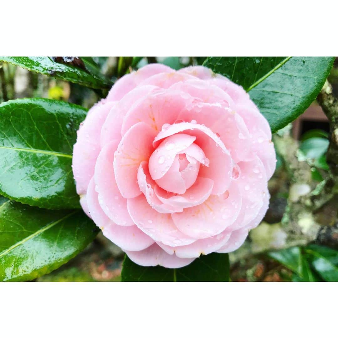 清水のぶよさんのインスタグラム写真 - (清水のぶよInstagram)「・ 「椿(ツバキ)」の花言葉は 「控えめな素晴らしさ」「気取らない優美さ」。 来年は内面から滲み出る美しさや 真の強さを身につけていきたいと思います。 ・ #花 #冬 #冬の花 #椿 #つばき #ピンク #美しい景色」12月31日 16時28分 - meika_shimizu