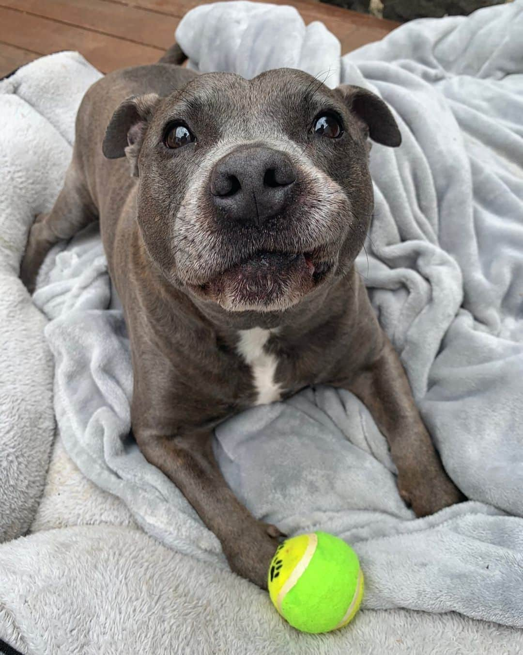 DARREN&PHILLIPさんのインスタグラム写真 - (DARREN&PHILLIPInstagram)「I just wanna take a break from popping dis tennis ball to wish u all a v happy new year to all our friends. Philly and I love u and u make our lives v special. Fank u for making us and mum and dad feel so loved in 2019. We promise to continue to pester mum and dad, and do lots more cheeky fings in 2020 just for u! I must get back to popping dis ball now, it’s been 2 minutes since mum got it out of de packet and it hasn’t got a hole in it yet, it’s making me v anxious. Xx」12月31日 16時29分 - the_blueboys