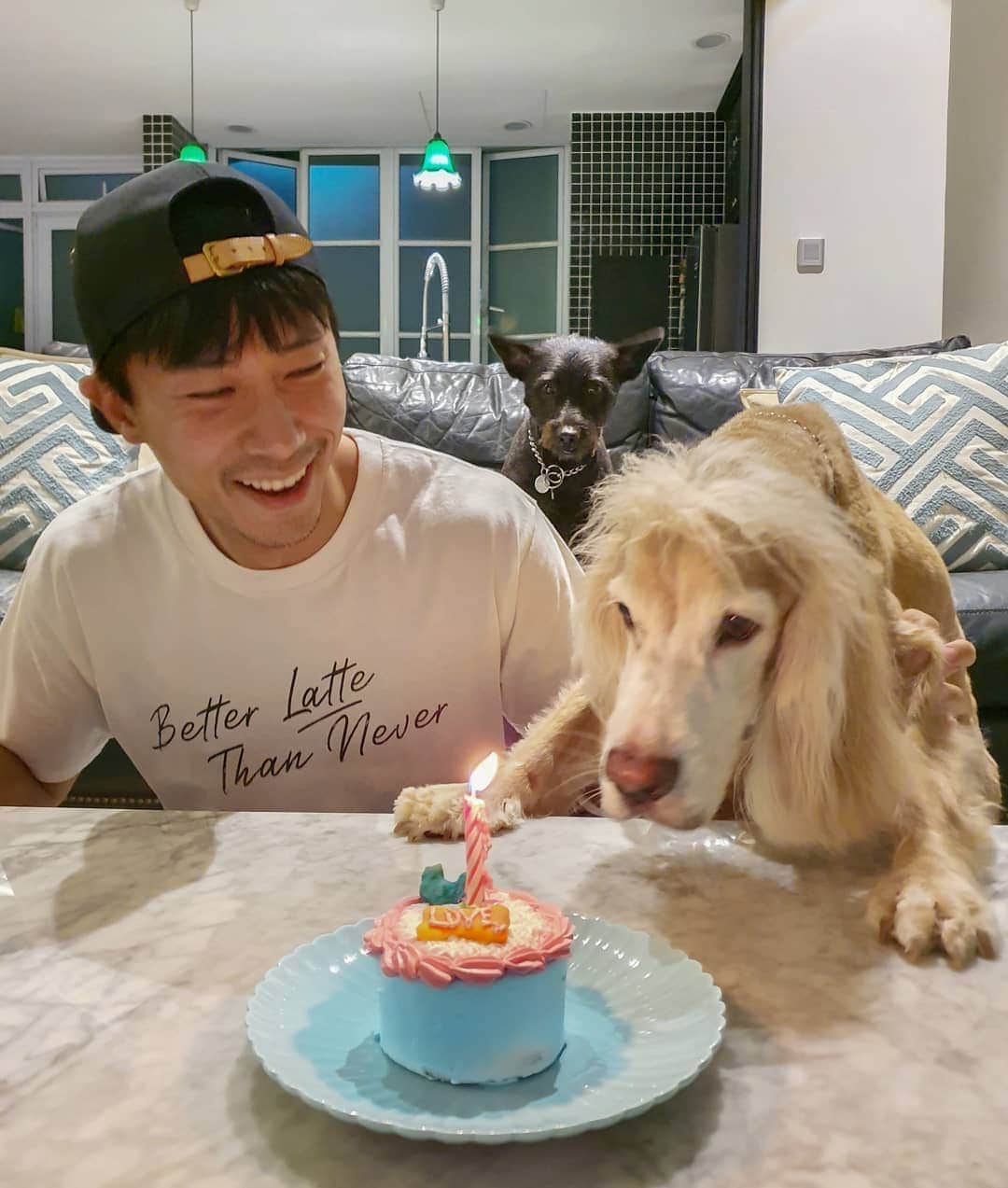 デスモンド・タンのインスタグラム：「Happy belated 10th WOOFDAY, Hoshi-baby! 🦴 Better lat(t)e than never! Thank you @sanitycoffeebar for the timely teeshirt.  My boy, I can't believe you are already 10 years old. Making the birthday wish on your behalf, all I wish is for you to stay healthy and happy (while looking grumpy)! Love you, my inseparable baby!  P.S. I don't know why does Udon always look comical at the background.  #hoshitan #englishcockerspaniel」