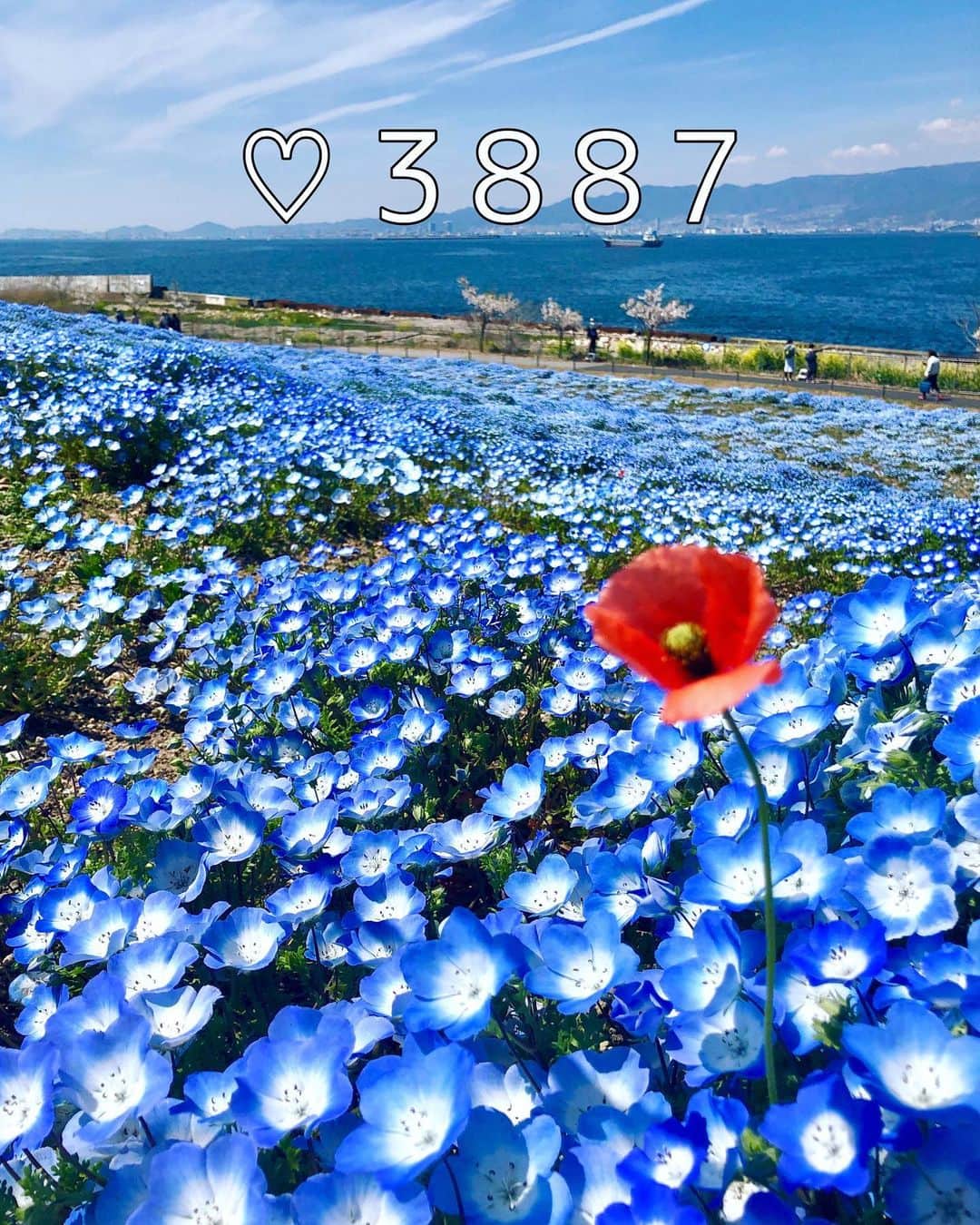 hama_aki_pppのインスタグラム