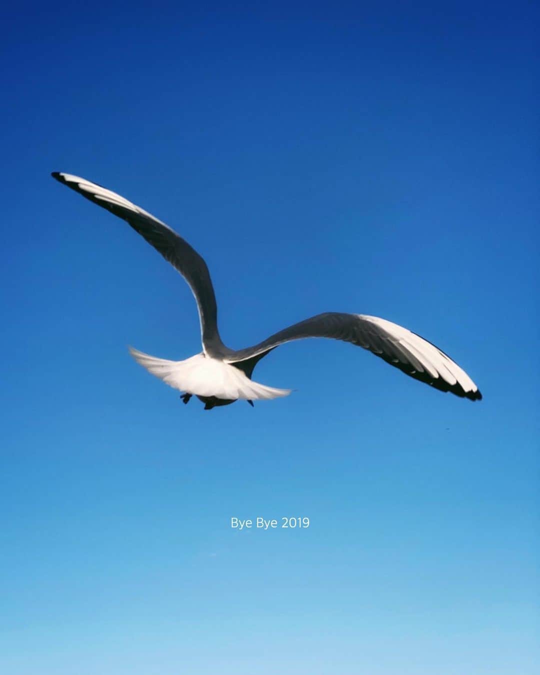 ima_ju / Jun Iのインスタグラム：「. . Last Fly . . 今年にさようなら。 いつもみてくれている方も、一緒に何処かへ行ってくれた方も、今年もありがとうございました。 いざ2020へ。もう少し。 . . wiz @tokyo_grapher #ShotOn_TG  #ShotoniPhone . Telephoto LENS 50mm #TG_TELE . . ::」