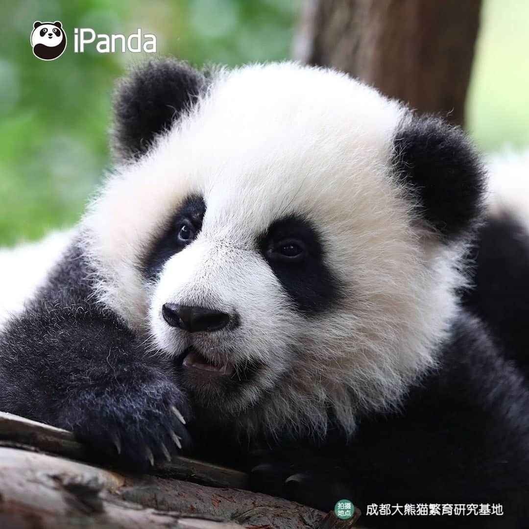iPandaさんのインスタグラム写真 - (iPandaInstagram)「Always be curious about the world and see it from a new perspective! I assure that you will be as cute as me! (Ji Xiao) 🐼 🐾 🐼 #panda #ipanda #animal #pet #adorable #China #travel #pandababy #cute #photooftheday #Sichuan #cutepanda #animalphotography #cuteness #cutenessoverload #giantpanda」12月31日 17時30分 - ipandachannel