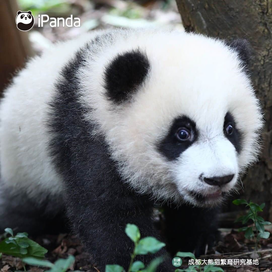 iPandaさんのインスタグラム写真 - (iPandaInstagram)「Always be curious about the world and see it from a new perspective! I assure that you will be as cute as me! (Ji Xiao) 🐼 🐾 🐼 #panda #ipanda #animal #pet #adorable #China #travel #pandababy #cute #photooftheday #Sichuan #cutepanda #animalphotography #cuteness #cutenessoverload #giantpanda」12月31日 17時30分 - ipandachannel