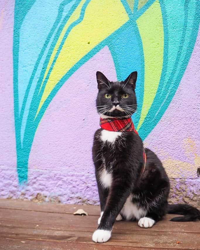 のインスタグラム：「Posing for 2020 😻 Happy new year! 🎉😺」