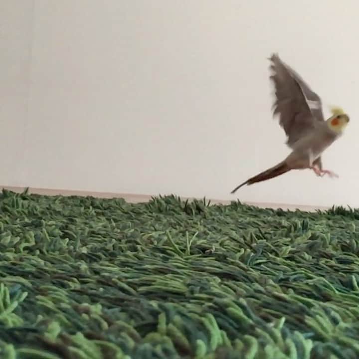 のインスタグラム：「Have a happy new year! 🛫💛🐤💛🐦💛✈️ 良いお年を！」