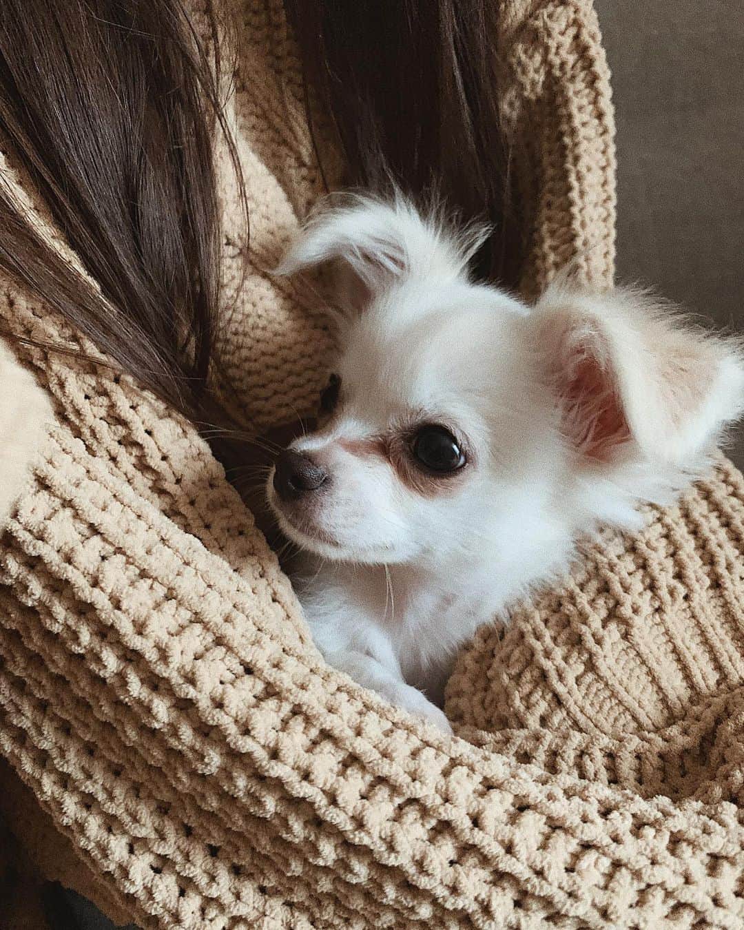 のインスタグラム：「. 最初は怖がっていたしゅなも 今はもうなついて可愛い可愛い言ってる💞 今年は家族全員揃っての年越し🎍 何年ぶりだろう🌼🌈 #チワワ #生後3カ月 #癒し」