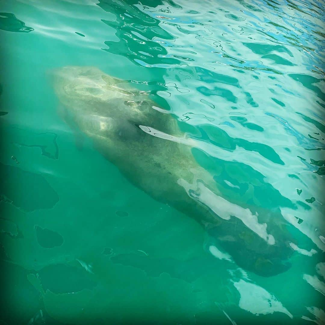 ロージー・オドネルさんのインスタグラム写真 - (ロージー・オドネルInstagram)「manatees everyday #miami」1月1日 4時13分 - rosie