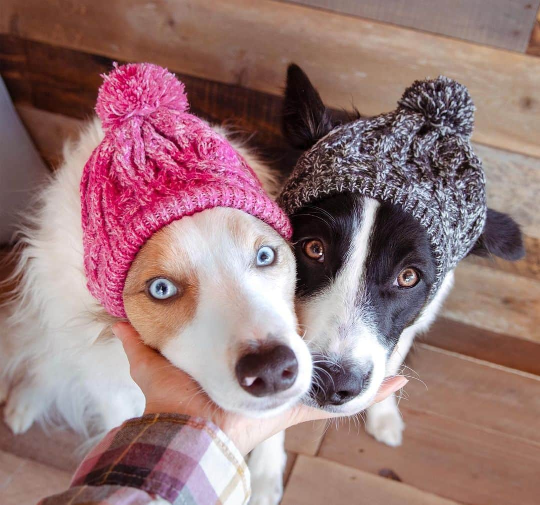 Jazzy Cooper Fostersさんのインスタグラム写真 - (Jazzy Cooper FostersInstagram)「I switched their hats. I think pink works better on BB colors. 🦊🐼 Have a safe New Year’s Eve! Luckily our city doesn’t allow fireworks. I used to plan everything ahead because Jazzy was scared of fireworks.  There are so many dogs that end up in shelters on July 4th and New Year’s Eve because they panic and run😰  If your dog is scared of fireworks, what do you do to make them feel comfortable?」1月1日 4時31分 - bordernerd