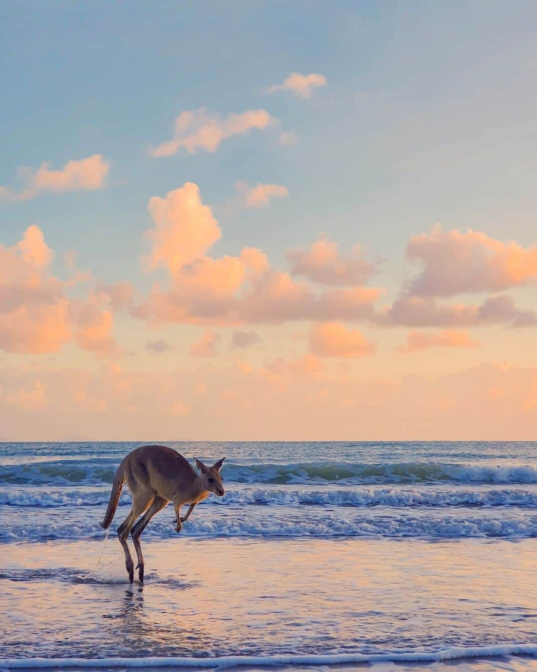 Australiaさんのインスタグラム写真 - (AustraliaInstagram)「Jumping into 2020 in style! 🦘 @rangersam_ spotted this @visitmackay local taking a dip at #CapeHillsborough, one of the most magical spots to watch the #sunrise and kick start the new year in @queensland. Add a ‘sunrise with the wallabies tour’ onto your new year resolutions list, so you can start your morning right by hanging out with #kangaroos and #wallabies along the shoreline.  #seeaustralia #thisisqueensland #meetmackayregion #travel #wildlifephotography #happynewyear」1月1日 5時00分 - australia