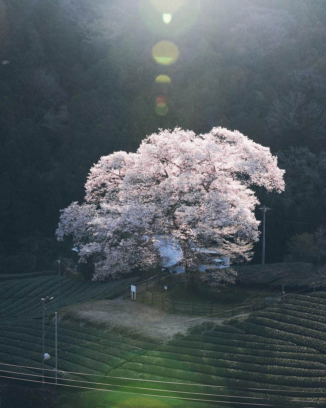 Yuma Yamashitaのインスタグラム：「Throwbacks2019 “ 2019 was a hard year for me. Even if my back pain kept me from working, I stayed positive and got new inspirations for 2020. Stay tuned !  Happy new year y’all #inspirationcultmag」