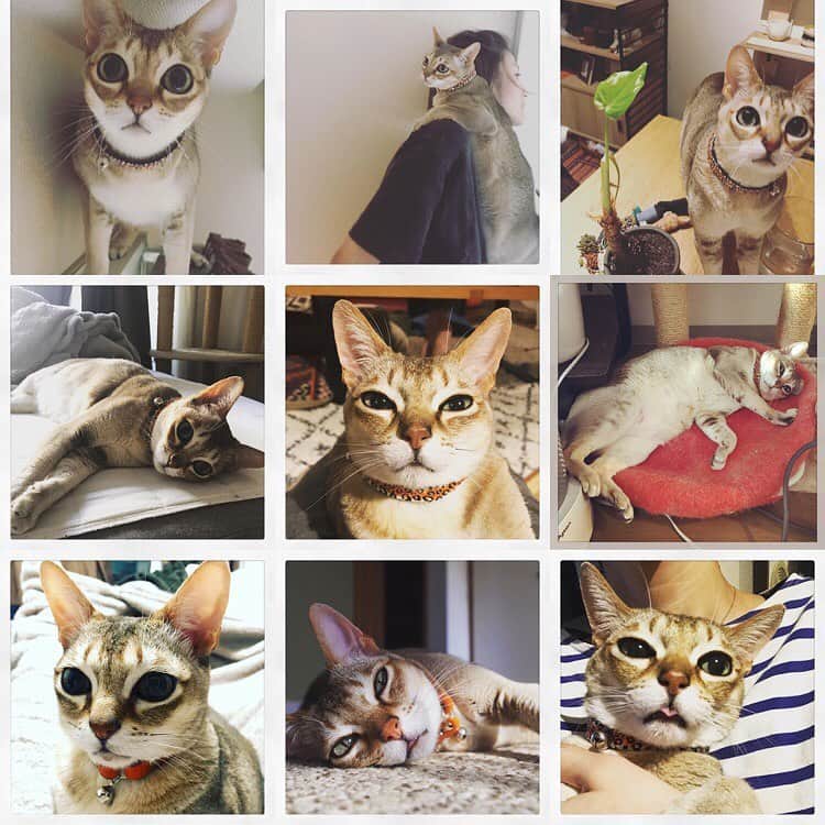 古谷恵のインスタグラム：「みんなやってるので。一年ありがとうございました😆 #cat#猫#singapuracat#シンガプーラ#大豆粉」