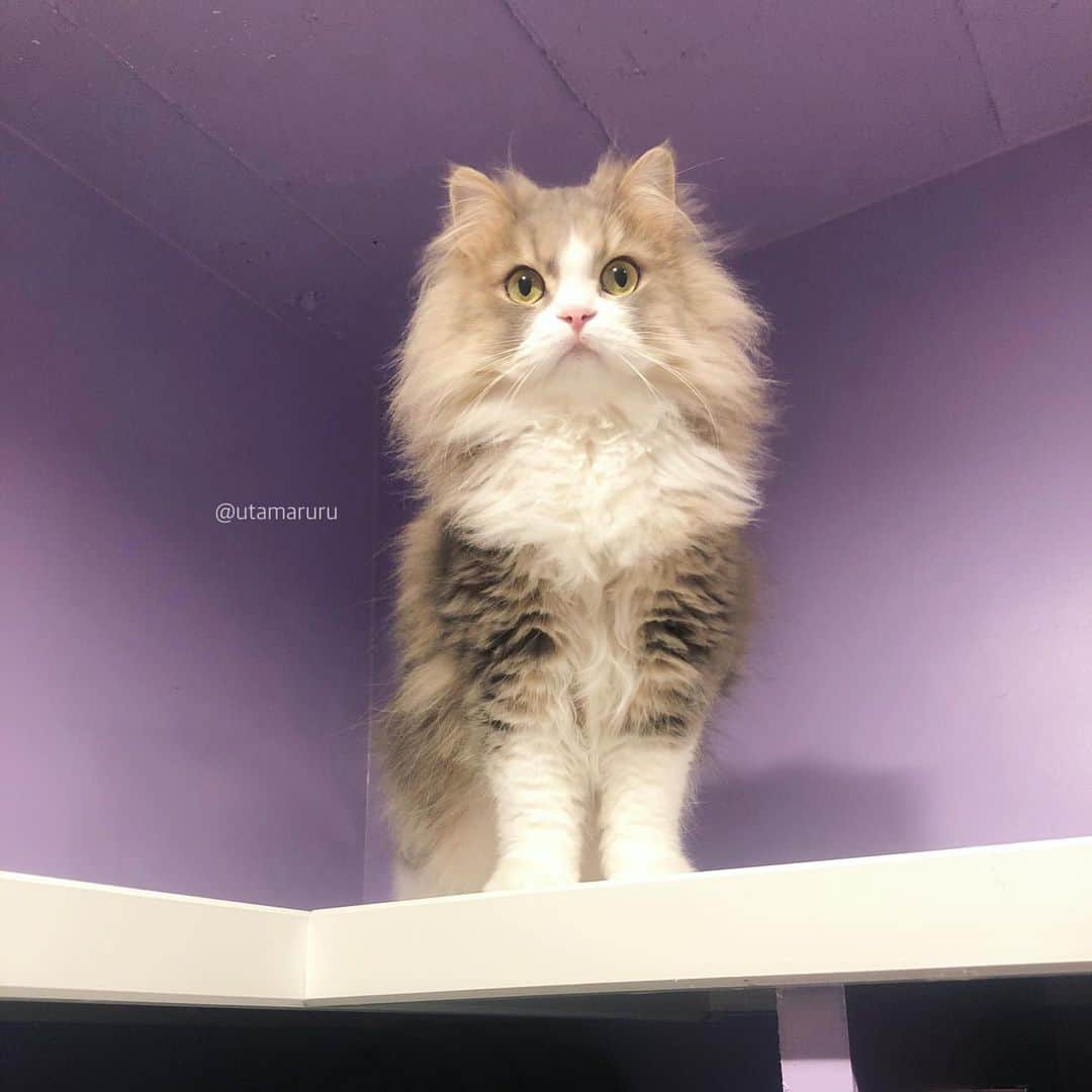 のインスタグラム：「大掃除が終わってスッキリ〜✨☺️ 睦太です🦁もふもふ .  Mutta🌟 .」