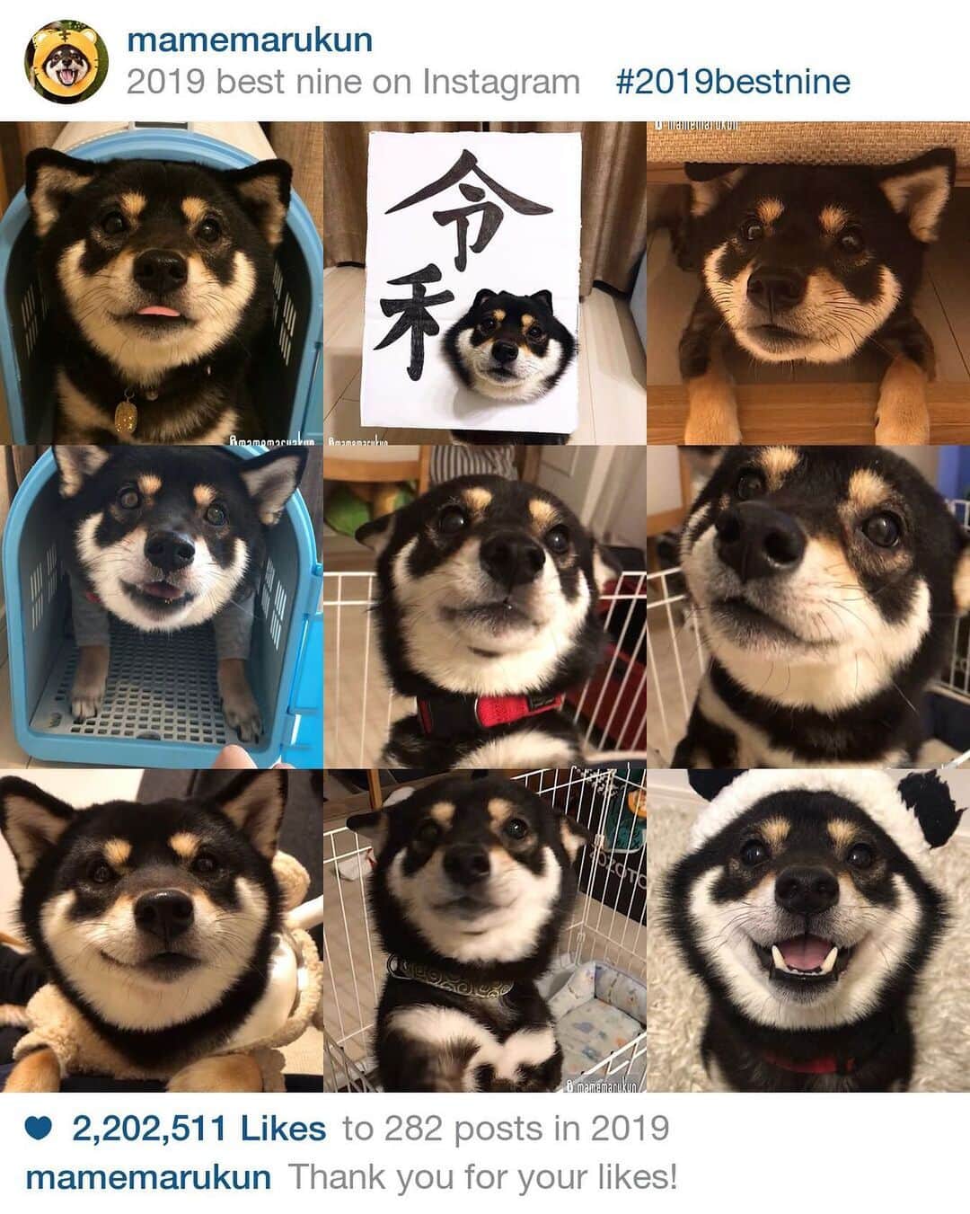 まめ丸のインスタグラム：「* * ぼくの #2019bestnine 🐶💓 今年もみんないいねとコメントたくさんありがとー❣️ 来年もよろしくね🐶⭐️ 【きょねんまでのはこちら⬇︎】 #まめ丸bestnine * my 『2019bestnine 』🐶💓 Thank you for your likes❤️ #thankyou * #いつもありがとう🐶💓 #コメントかえせなくてごめんね🐶💦 #いつもパパママとたのしくみてるよ🍀 * #柴犬#豆柴#柴#黒柴#犬#ふわもこ部#shiba#shibainu#shibastagram#shibadog#shibe#puppy#instadog#dogstagram#dog#pet#petstagram#adorable#kawaii#cute#cutedog #worldofcutepets#dailyfluff#weeklyfluff」