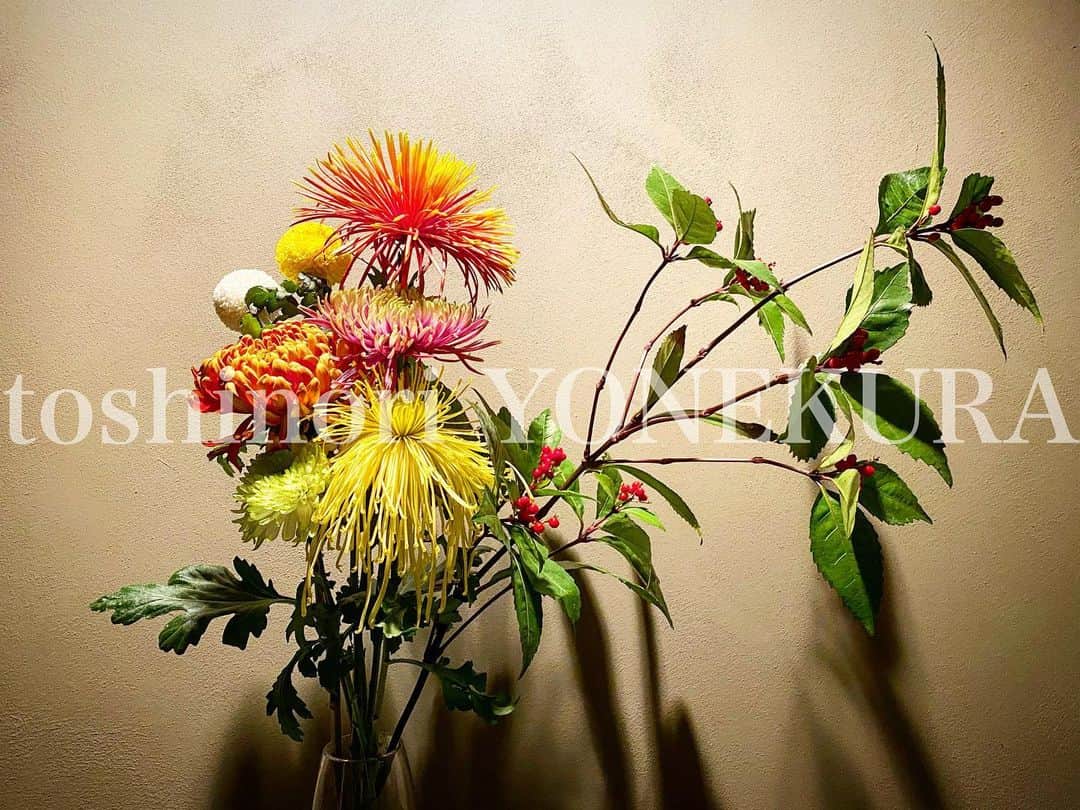 米倉利紀さんのインスタグラム写真 - (米倉利紀Instagram)「flowers for the new year 2020 #花 #新年 #2020 #菊 #マム #flower #newyear #chrysanthemum」12月31日 20時55分 - toshi_yonekura